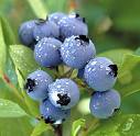 Blueberries on a bush