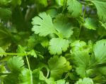 Closeup of cilantro plant