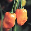 habanero peppers hanging from branch