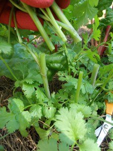 Harvesting cilantro