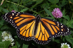 Monarch butterfly in May