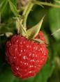 Raspberry hanging on a tree